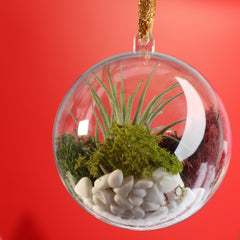 Tillandsia Air Plant Ornament