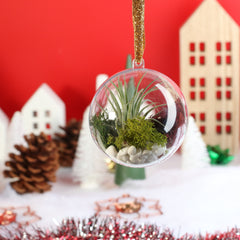 Tillandsia Air Plant Ornament