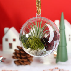 Tillandsia Air Plant Ornament