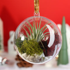 Tillandsia Air Plant Ornament
