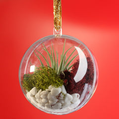 Tillandsia Air Plant Ornament