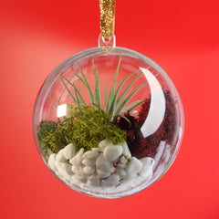 Tillandsia Air Plant Ornament