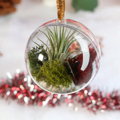 Tillandsia Air Plant Ornament