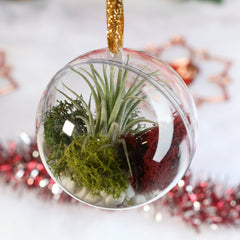 Tillandsia Air Plant Ornament