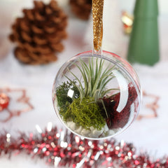 Tillandsia Air Plant Ornament
