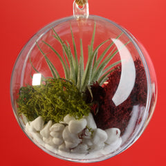 Tillandsia Air Plant Ornament