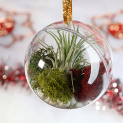 Tillandsia Air Plant Ornament
