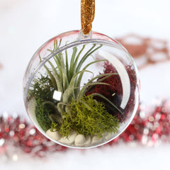 Tillandsia Air Plant Ornament
