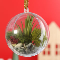 Tillandsia Air Plant Ornament