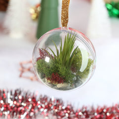 Tillandsia Air Plant Ornament