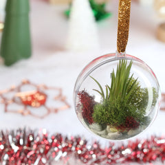 Tillandsia Air Plant Ornament