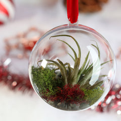 Tillandsia Air Plant Ornament