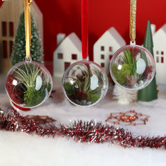Tillandsia Air Plant Ornament