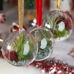 Tillandsia Air Plant Ornament