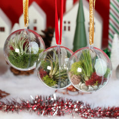 Tillandsia Air Plant Ornament