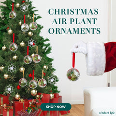 Tillandsia Air Plant Ornament