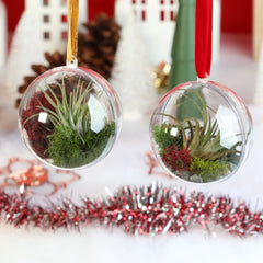 Tillandsia Air Plant Ornament