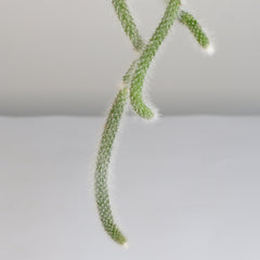 Monkey Tail Cactus