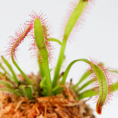 Cape Sundew Drosera