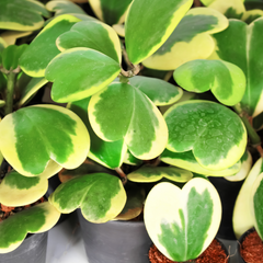 Hoya Kerrii 'Heart' VARIEGATED Sweetheart Valentine Plant