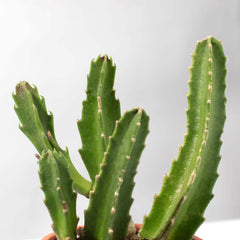 Stapelia Gigantea Zulu Giant Starfish Succulent