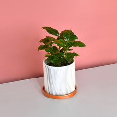 Athena Ceramic 5.5" Marble Planter - Empty