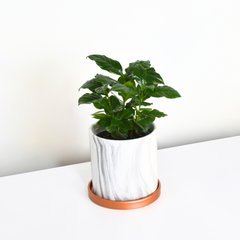 Coffee Plant
