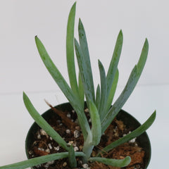 Blue Chalksticks Succulent