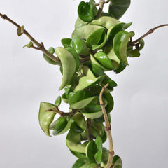 Hoya Compacta Curly Rope Plant