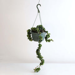 Hoya Compacta Curly Rope Plant