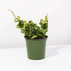 Hoya Compacta Curly Rope Plant