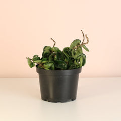 Hoya Compacta Curly Rope Plant