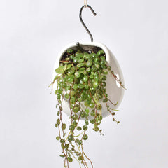String of Turtles Trailing Plant