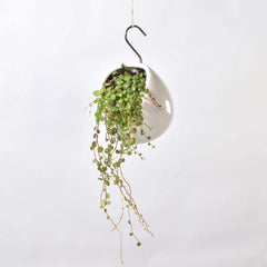 String of Turtles Trailing Plant