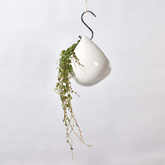 String of Turtles Trailing Plant