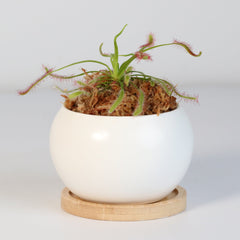 Cape Sundew Drosera