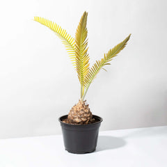Dioon Mexican Fern Rare Palm