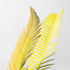 Dioon Mexican Fern Rare Palm