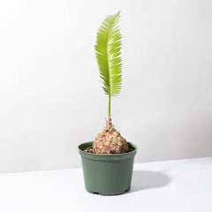 Dioon Mexican Fern Rare Palm