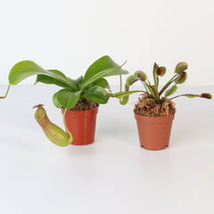 Trap Stars Duo Carnivorous Plant Bundle