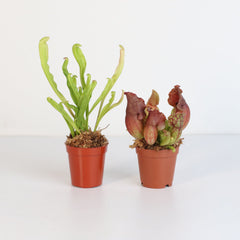 Trap Stars Duo Carnivorous Plant Bundle