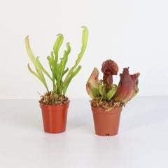 Trap Stars Duo Carnivorous Plant Bundle