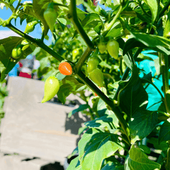 Sweety Drop Pepper Pimenta Biquinho Little Beak Pepper Plant