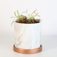 Cape Sundew Drosera