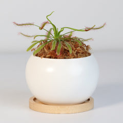 Cape Sundew Drosera