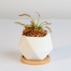 Cape Sundew Drosera