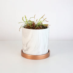 Cape Sundew Drosera