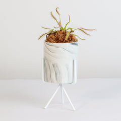Cape Sundew Drosera