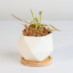 Cape Sundew Drosera