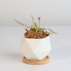 Cape Sundew Drosera